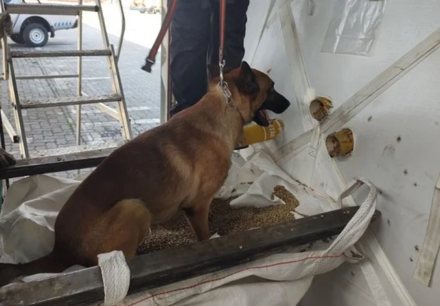 Alfândega de Santos 561kg de cocaína em carga de café