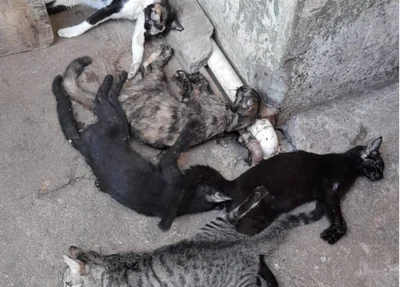 Gatos envenenados no Mercado Público de Picos