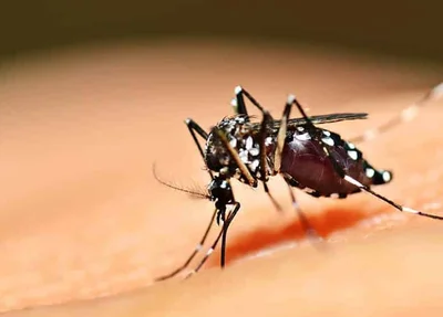 Mosquito da dengue