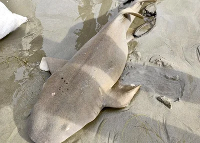 Tubarão-lixa capturado por pescadores, neste domingo (26), na Praia do Coqueiro