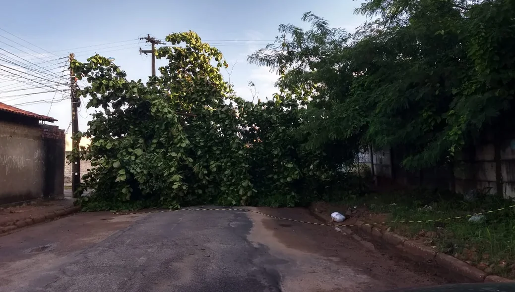 Árvore caída próximo a entrada da Nova Ceasa