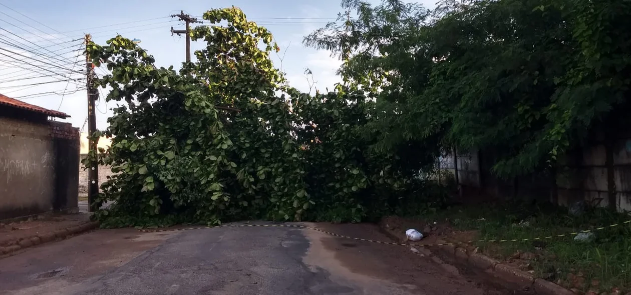 Árvore caída próximo a entrada da Nova Ceasa