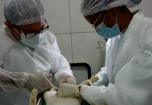 Centro de Castração de Cães e Gatos retoma cirurgias em Oeiras