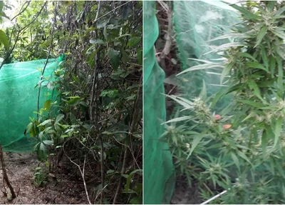 Plantação de maconha apreendida