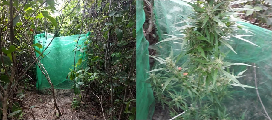 Plantação de maconha apreendida