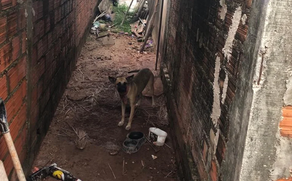 Animais poderão ser adotados