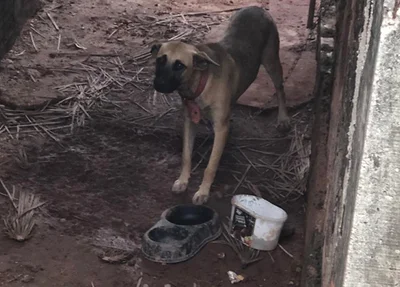 Cachorro amarrado e sem comida