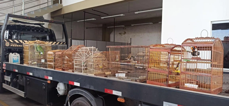 Material foi encaminhado para a seda da PF em São Luís