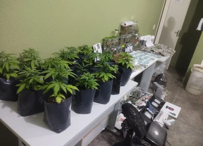 O suspeito plantava maconha em sua residência
