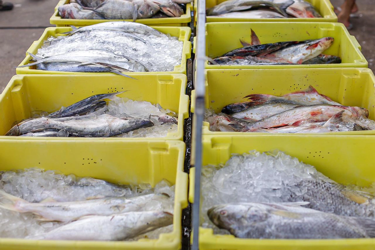 Peixes