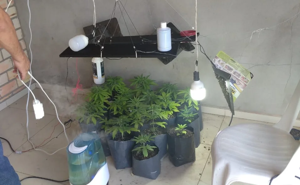 Plantação de maconha