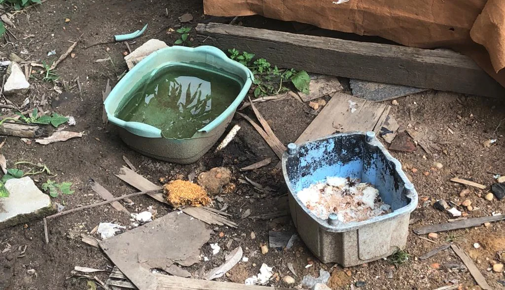 Vasilhas de água e comida sujas
