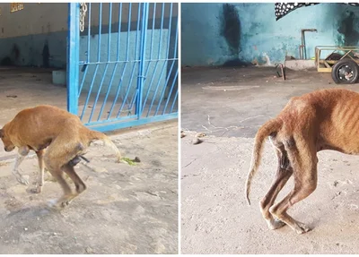 Cães abandonados em terreno de Teresina