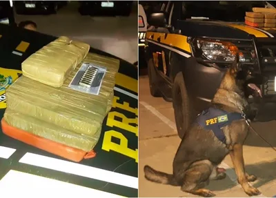Apreensão se deu com apoio de cães farejadores