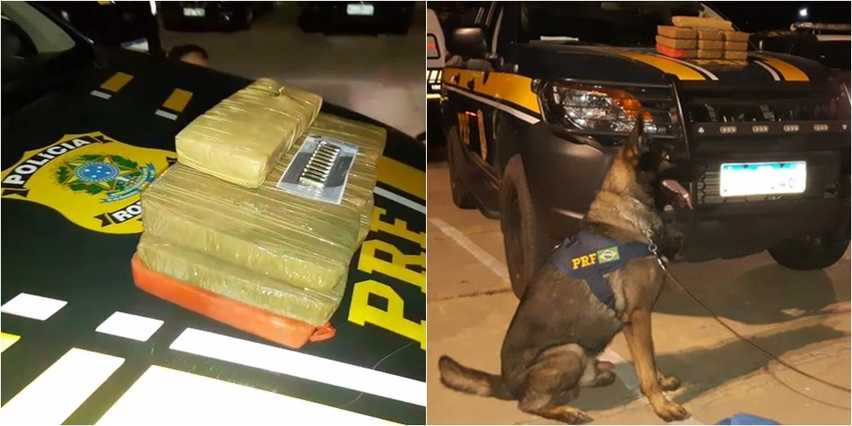 Apreensão se deu com apoio de cães farejadores