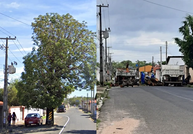 Árvore antes e depois de ser derrubada