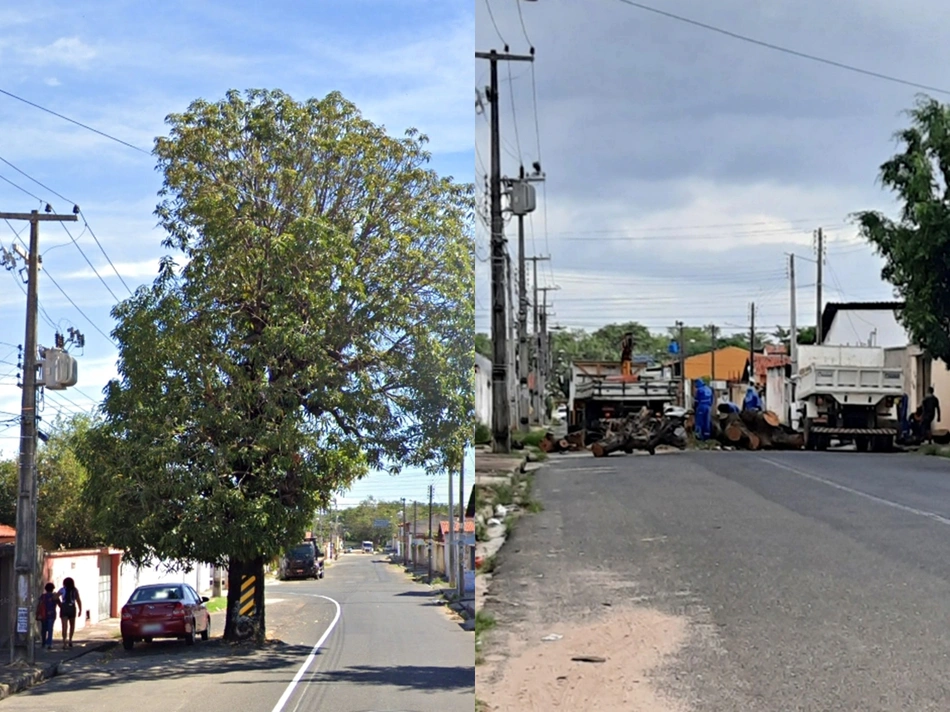 Árvore antes e depois de ser derrubada