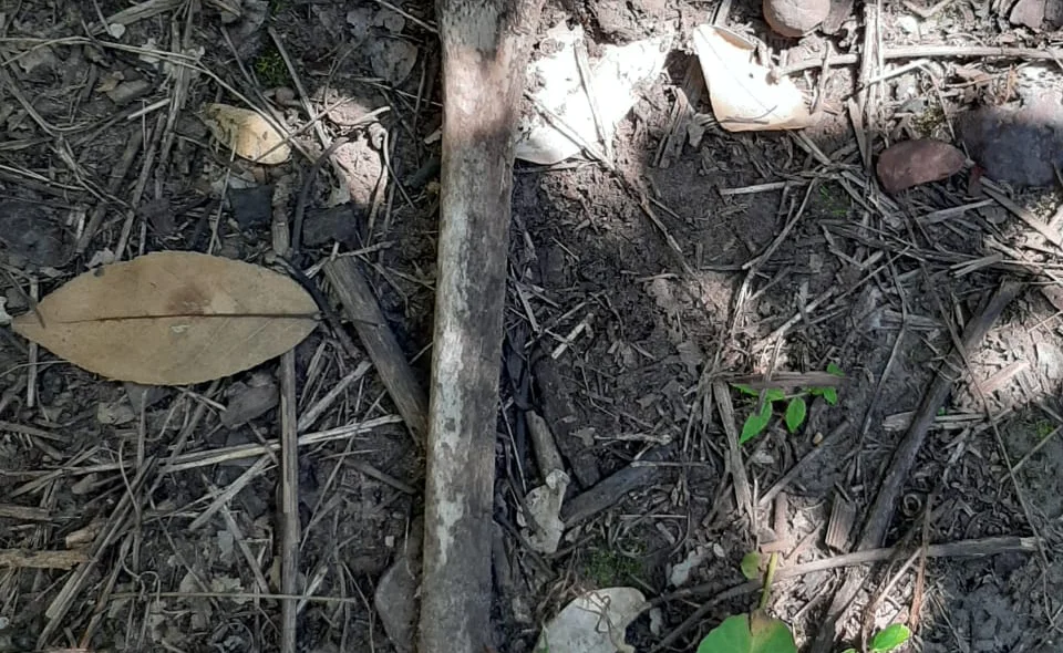 Ossada humana é encontrada próximo ao rodoanel de Teresina