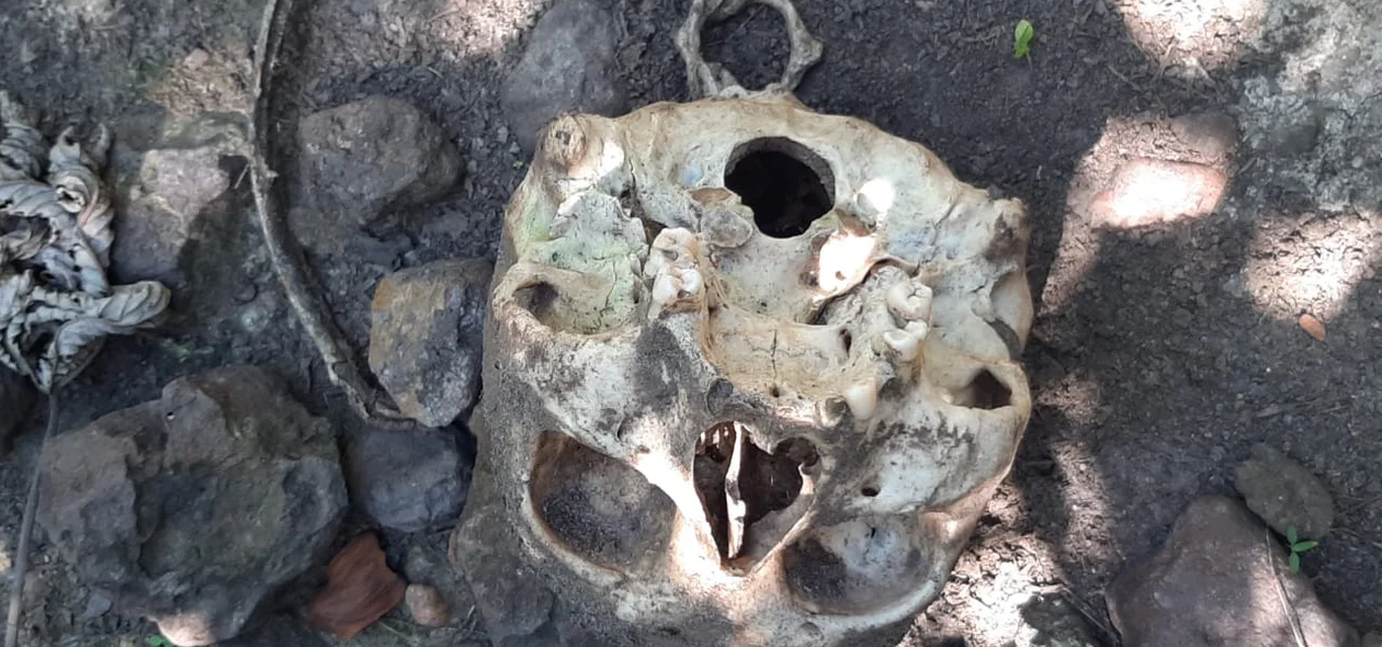 Ossada humana encontrada em matagal próxima ao Rodoanel de Teresina