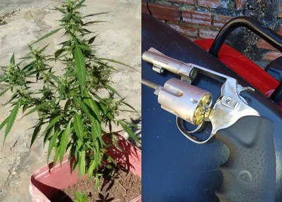 Pés de maconha e revólver apreendidos