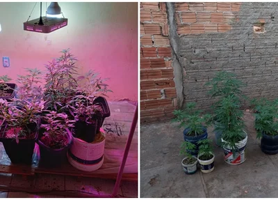 Plantação de maconha apreendida