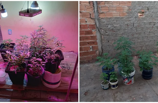 Plantação de maconha apreendida