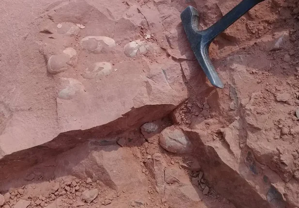 William Nava encontrou uma ninhada de ovos fósseis que podem ser de crocodilos jurássicos e de um dinossauro, em Presidente Prudente, interior de São Paulo