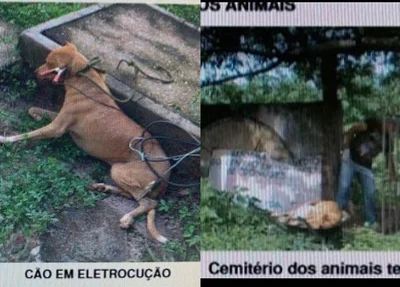 Animais sendo submetidos a sessões de eletrocussão