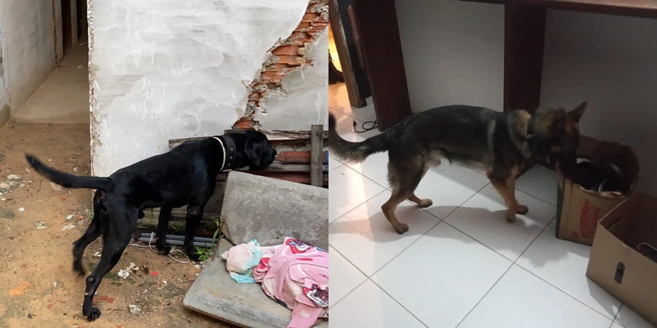 Cães Eros e Apolo durante operação em Parnaíba
