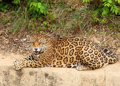 Onça-pintada