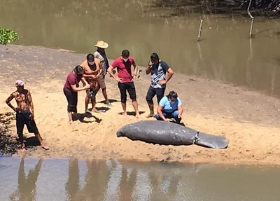 Peixe-boi-marinho sendo resgatado
