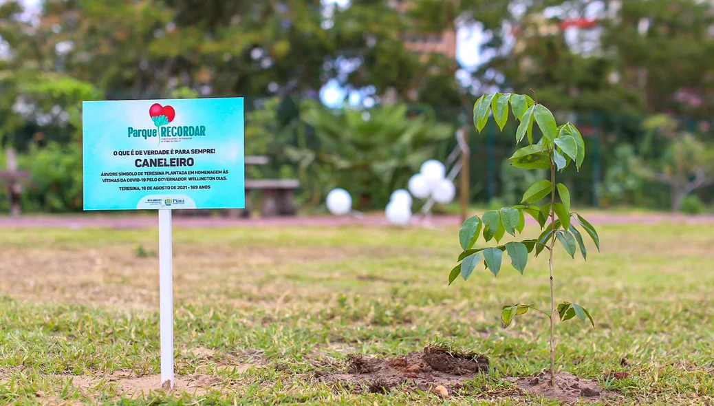 Caneleiro plantado no parque Potycabana