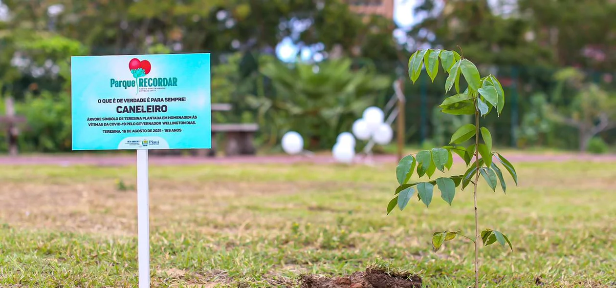 Caneleiro plantado no parque Potycabana