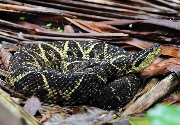 Cobra jararacuçu