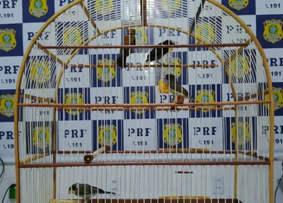 Pássaros apreendidos pela PRF