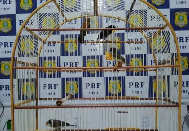 Pássaros apreendidos pela PRF