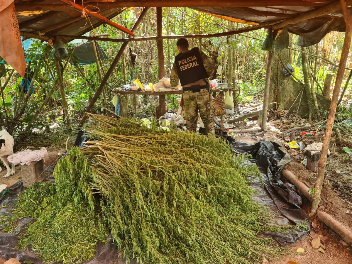 Plantação de maconha erradicada pela Polícia Federal