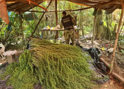 Plantação de maconha erradicada pela Polícia Federal