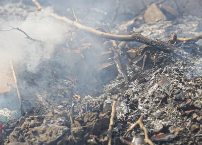 Podas de arvores queimadas na zona norte