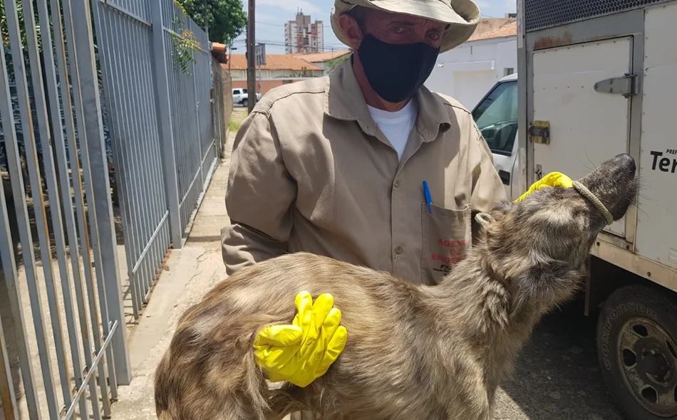 Animais foram levados ao Centro de Zoonoses