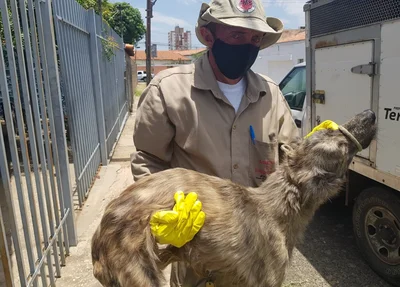 Animais foram levados ao Centro de Zoonoses