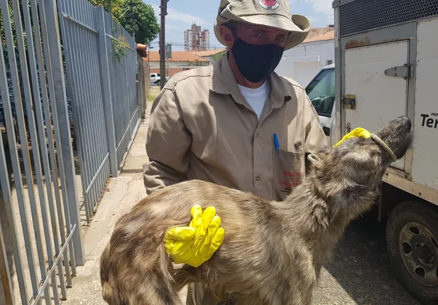 Animais foram levados ao Centro de Zoonoses