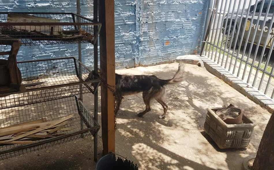 Animal subnutrido