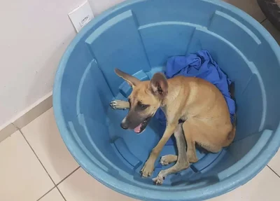 Cachorro estava preso em uma caixa d água