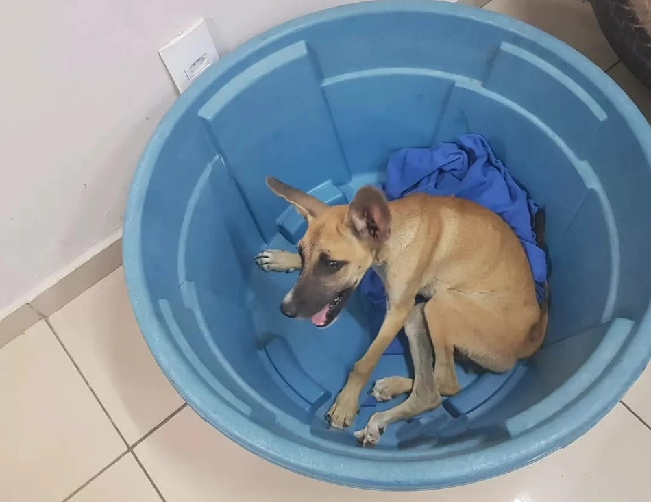 Cachorro estava preso em uma caixa d água