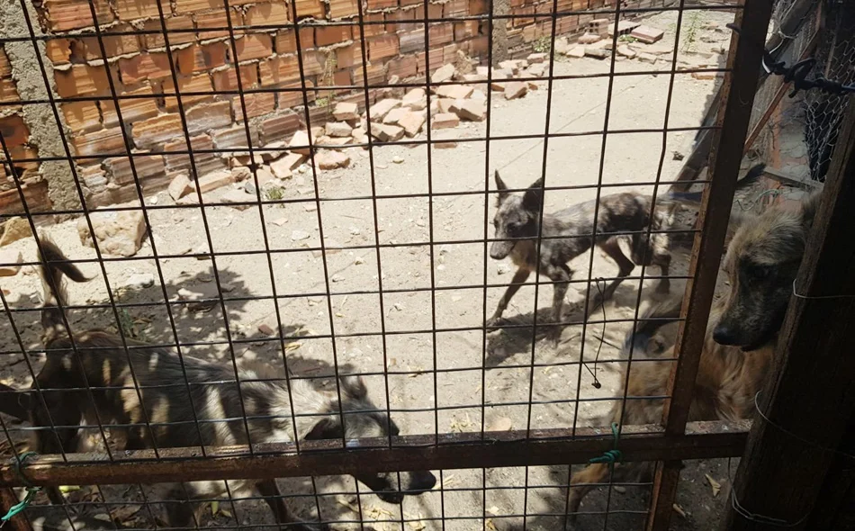 Cães viviam em situação de maus-tratos