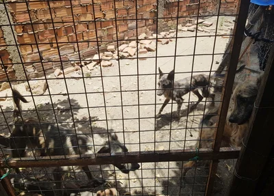 Cães viviam em situação de maus-tratos