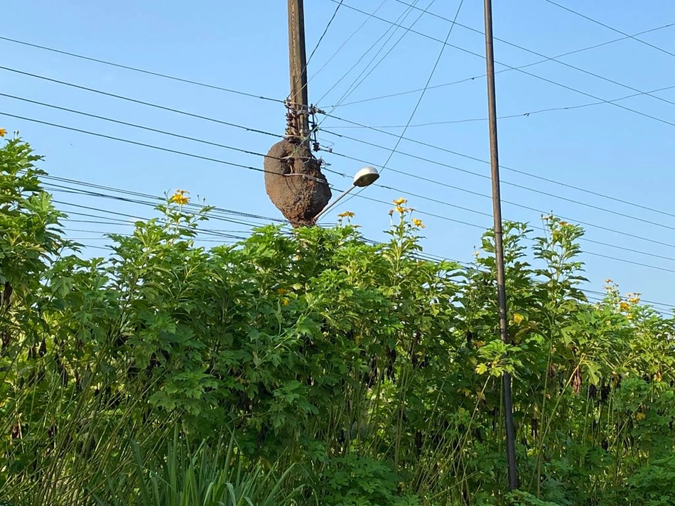 Cupinzeiro no poste de energia elétrica