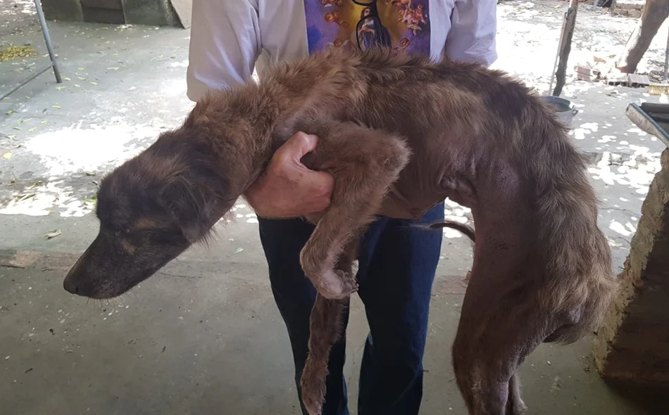 O idoso que mantinha os animais foi autuado em flagrante