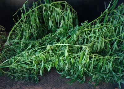 Pés da planta cannabis sativa